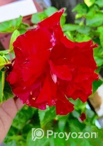 জবা ফুল গাছ sell