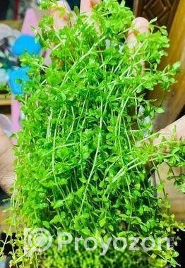 মিকরা একুরিয়াম এর জীবিত গাছ