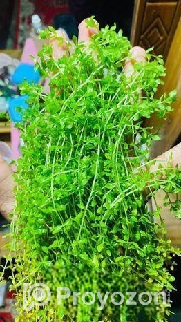 মিকরা একুরিয়াম এর জীবিত গাছ