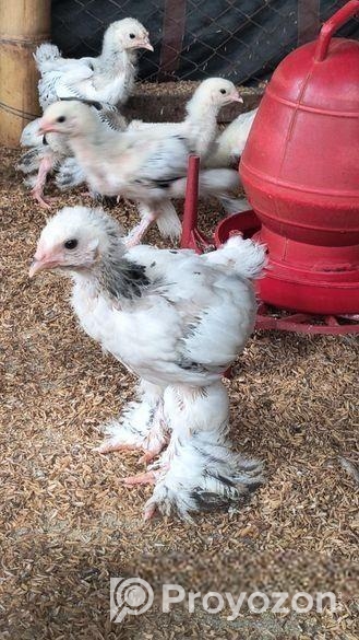 এক মাস বয়সের ভ্যাকসিন কমপ্লিট করা হোয়াইট ব্র