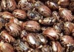 Vnna Seeds