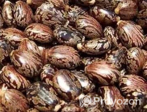 Vnna Seeds