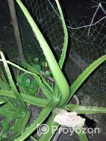 অ্যালোভেরা