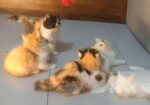 Persian Kitten Punch Face Male And Female
