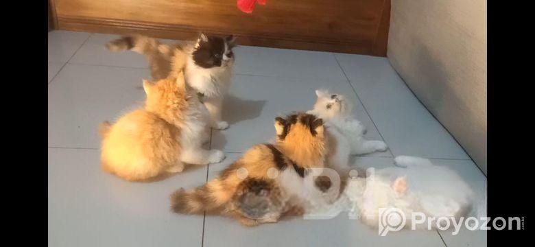 Persian Kitten Punch Face Male And Female