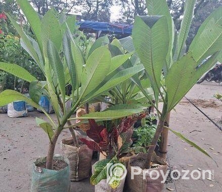 কাঠগোলাপ চারা