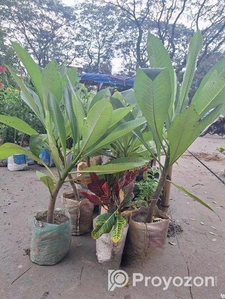 কাঠগোলাপ চারা