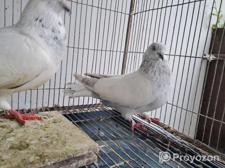 কিছু কবুতর বিক্রি হবে