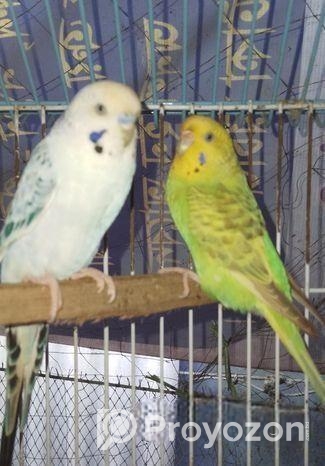 ডিম বাচ্চা করা বাজিগর পাখি বিক্রি হবে