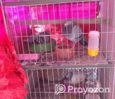 কবুতরের ৪ খোপের খাচা