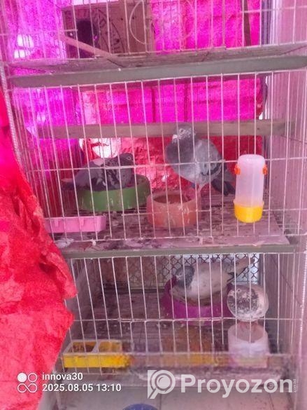 কবুতরের ৪ খোপের খাচা