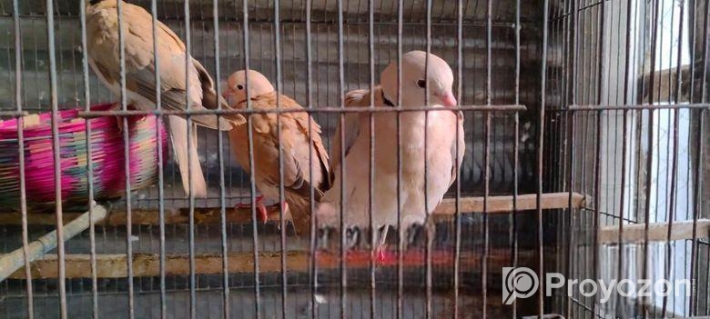 Australian Dove