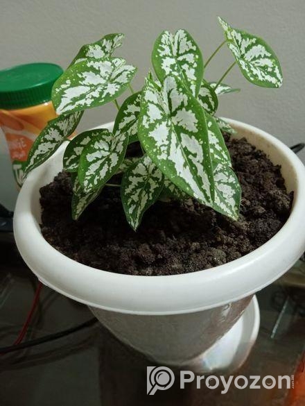 খুব সুন্দর গাছ