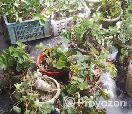 স্ট্রোবেরি গাছ