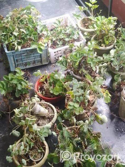 স্ট্রোবেরি গাছ