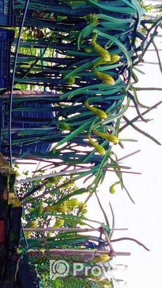 ড্রাগন গাছ বিক্রি হবে