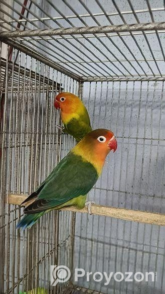 লাভবার্ড পেয়ার