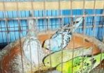 বাজারিগার