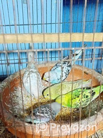 বাজারিগার