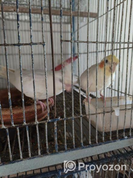 দুই পিস ককাটেল বিক্রি হবে