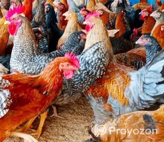 টাইগার মুরগি বিক্রি হবে ৩০ দিনের বাচ্চা