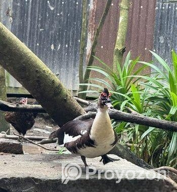 চিনা হাঁস বিক্রি