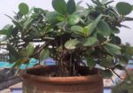 বনসাই ফাইকাস চায়না বট Bonshai China Bot Ficus Bons