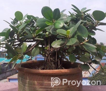 বনসাই ফাইকাস চায়না বট Bonshai China Bot Ficus Bons