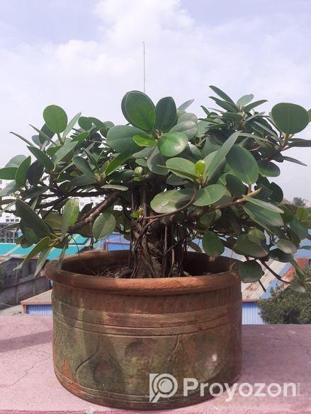 বনসাই ফাইকাস চায়না বট Bonshai China Bot Ficus Bons