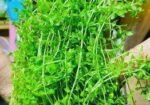 মিকরা একুরিয়াম এর জীবিত গাছ