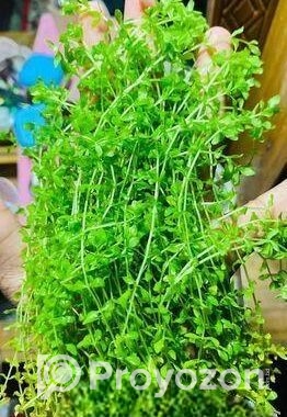 মিকরা একুরিয়াম এর জীবিত গাছ