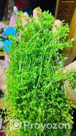 মিকরা একুরিয়াম এর জীবিত গাছ