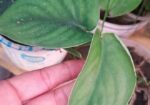indoor plant
