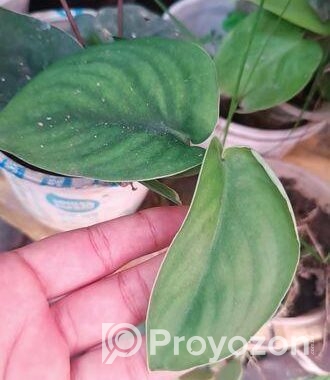 indoor plant