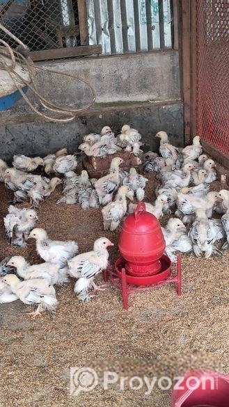 এক মাস বয়সের ভ্যাকসিন কমপ্লিট করা হোয়াইট ব্র