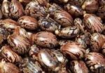 Vnna Seeds