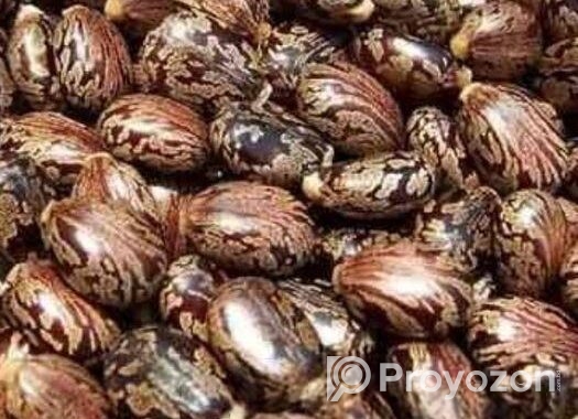 Vnna Seeds