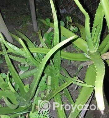 অ্যালোভেরা
