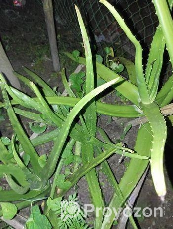 অ্যালোভেরা