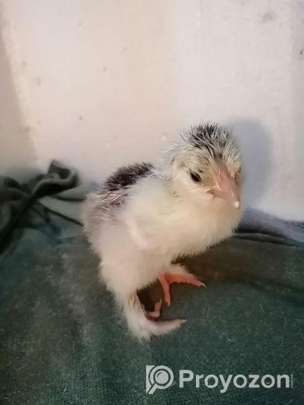 Light Brahama (জিরো বাচ্চা)