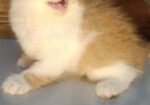 Persian Kitten Punch Face Male And Female