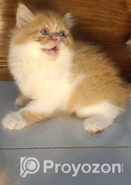 Persian Kitten Punch Face Male And Female