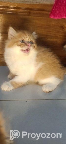 Persian Kitten Punch Face Male And Female