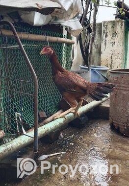 ফাইটার আসিল মুরগি, ইন্ডিয়ান ব্লাড লাইন,