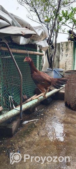 ফাইটার আসিল মুরগি, ইন্ডিয়ান ব্লাড লাইন,