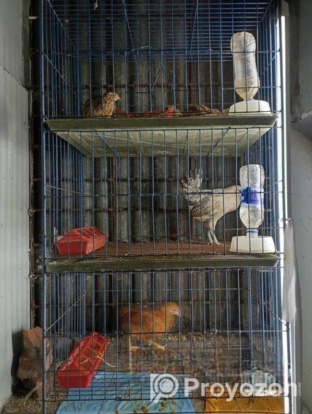 কোয়েল মুরগি খাচা