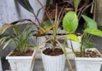 Indoor Plant’s