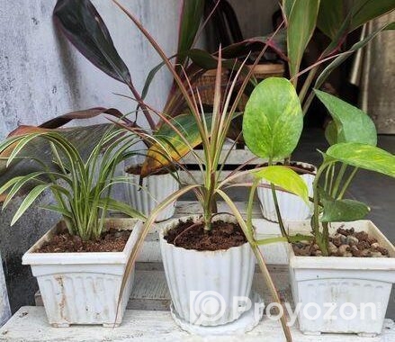 Indoor Plant’s