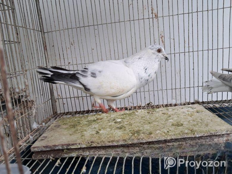 কিছু কবুতর বিক্রি হবে