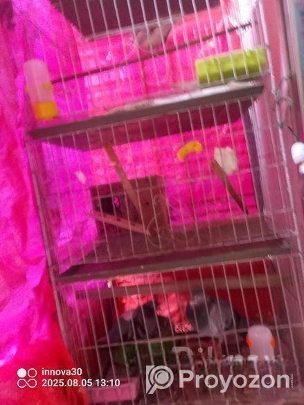 কবুতরের ৪ খোপের খাচা